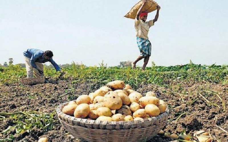 गुजरात के तीन आलू किसानों के खिलाफ अदालत पहुंची पेप्सिको इंडिया