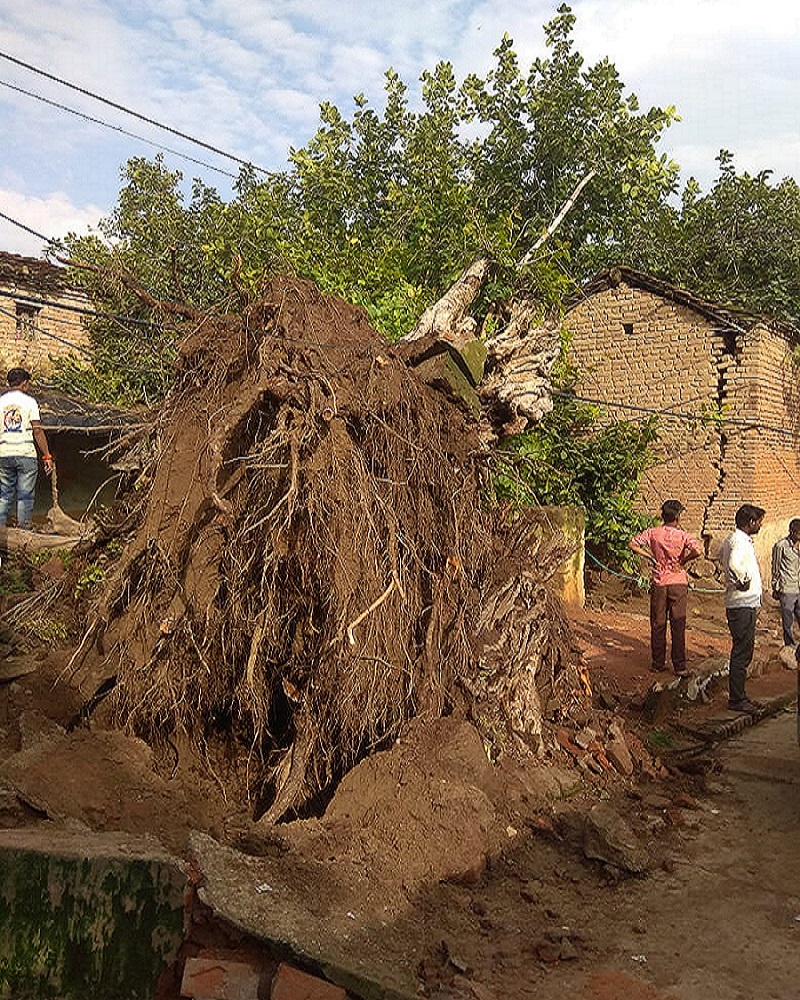बड़ी खबरः महोबा में घर पर पेड़ गिरने से दादी समेत दो मासूम बच्चों की मौत