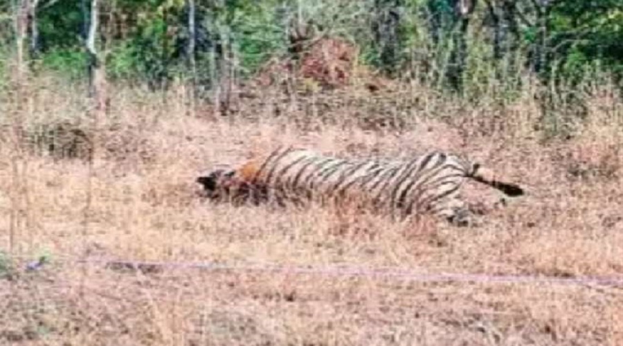चित्रकूट के जंगल में दो बाघों में संघर्ष, एक की मौत