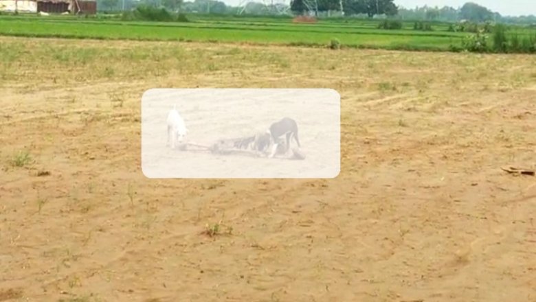 ब्रैकिंग न्यूजः कानपुर में नरकंकाल मिलने से हड़कंप, बरसात से मिट्टी कटने पर दिखा
