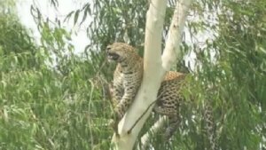 leopard-was-sitting-on-tree-all-day-forest-department-kept-waiting-below-forestteam