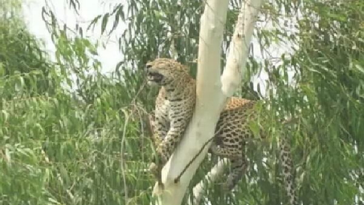 leopard-was-sitting-on-tree-all-day-forest-department-kept-waiting-below-forestteam