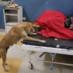 Banda : अस्पताल में मरीज के बेड पर कुत्ता चढ़ा, जांच को पहुंचे सिटी मजिस्ट्रेट, डीएम को रिपोर्ट