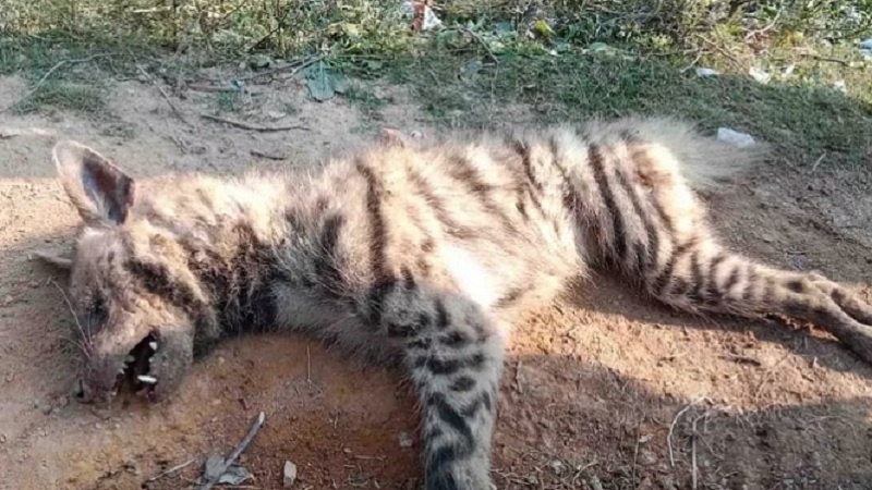Banda : Farmer kept fighting with strange wild animal for 30 minutes, then saved his life like this 