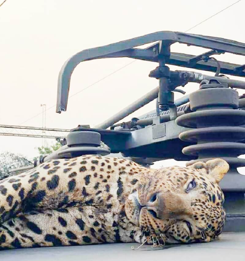 Leopard found dead on train roof in Maharashtra, fear of death from high tension wire 