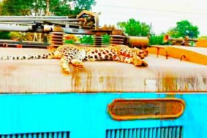 Leopard found dead on train roof in Maharashtra, fear of death from high tension wire