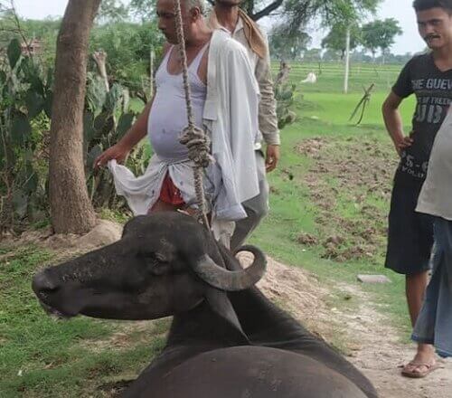 Buffalo murdered in Banda, anarchists tied it to tree by hanging it around its neck