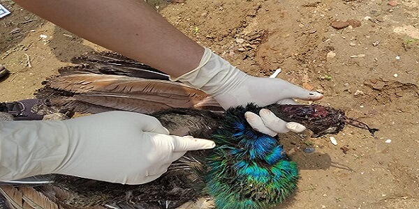 Hamid arrested for killing national bird peacock in Banda, two accomplices absconding