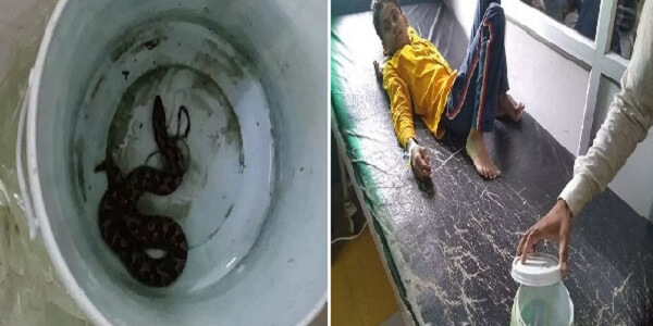 Banda : बेटे को सांप ने काटा, पिता डिब्बे में लेकर अस्पताल पहुंचा, देखने वालों की भीड़..