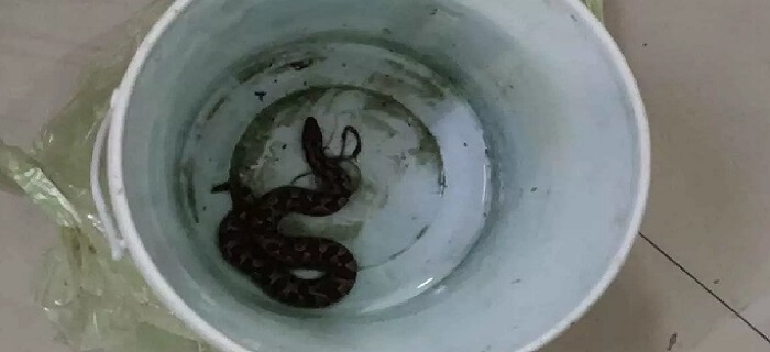 in Banda son was bitten by snake, father took him in box and took him to hospital, there was crowd of onlookers
