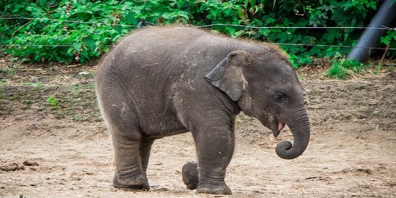 in Bijnor Baby elephant dies due to lion attack 