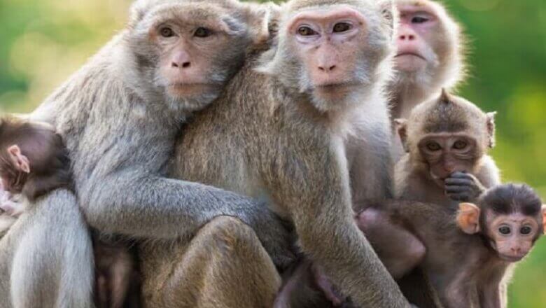 यूपी में विचित्र घटना, 50 बंदरों को मारकर चौकी के पास फेंका, फोटो वायरल होने से हंगामा