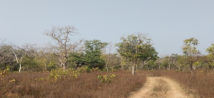 Skeletal body of a young man found hanging from tree in forest in Banda