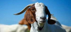 In Jalaun goat gave birth to human-like babies