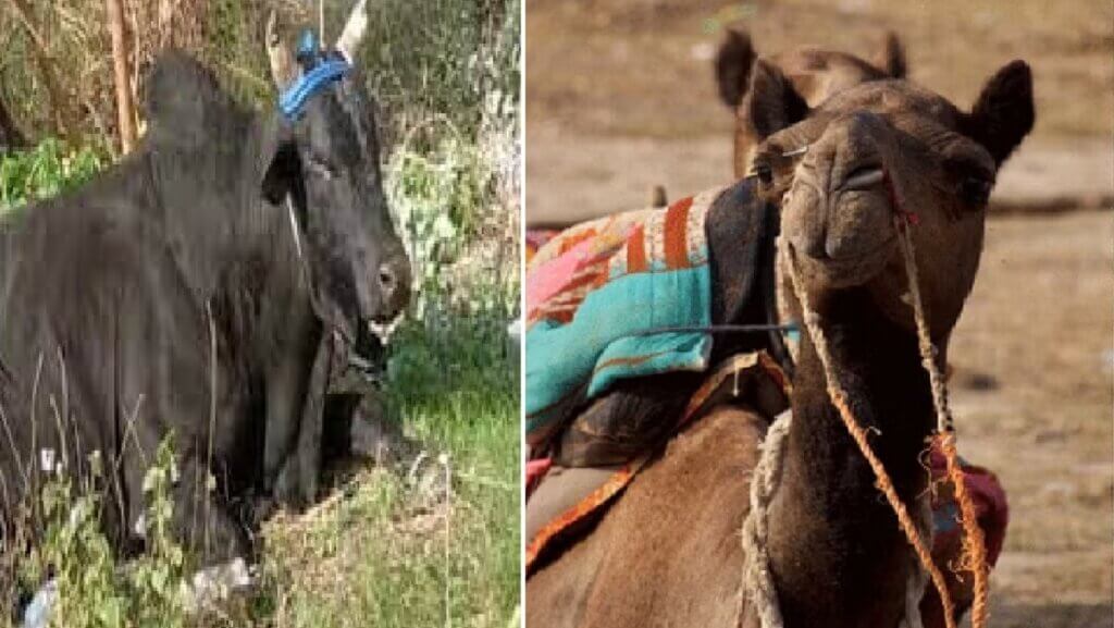 bull attacked and killed camel in Banda