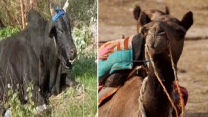 bull attacked and killed camel in Banda
