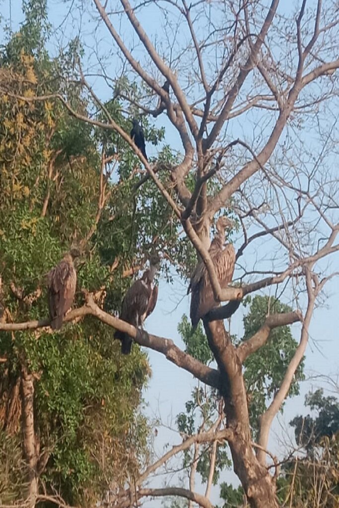 A flock of extinct vultures seen in Barabanki district of Uttar Pradesh