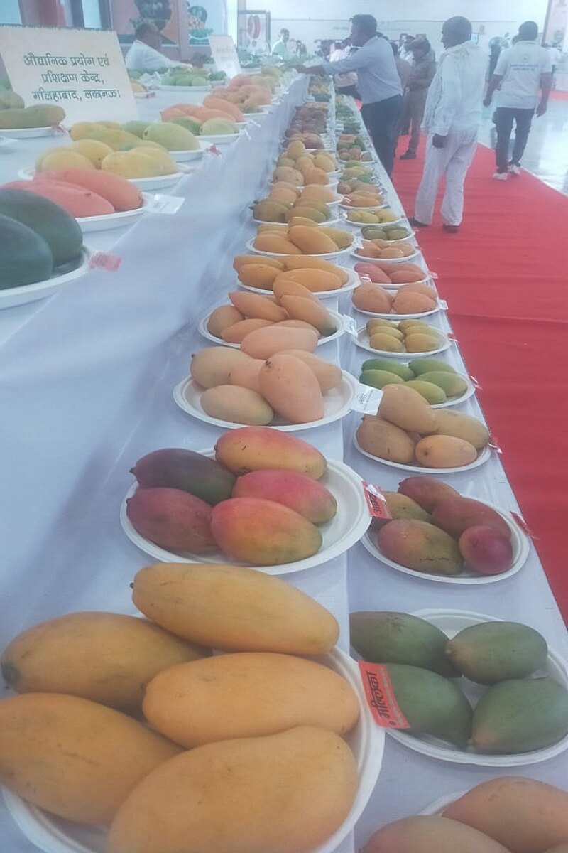 lucknow-cm-yogi-inaugurated-mango-festival