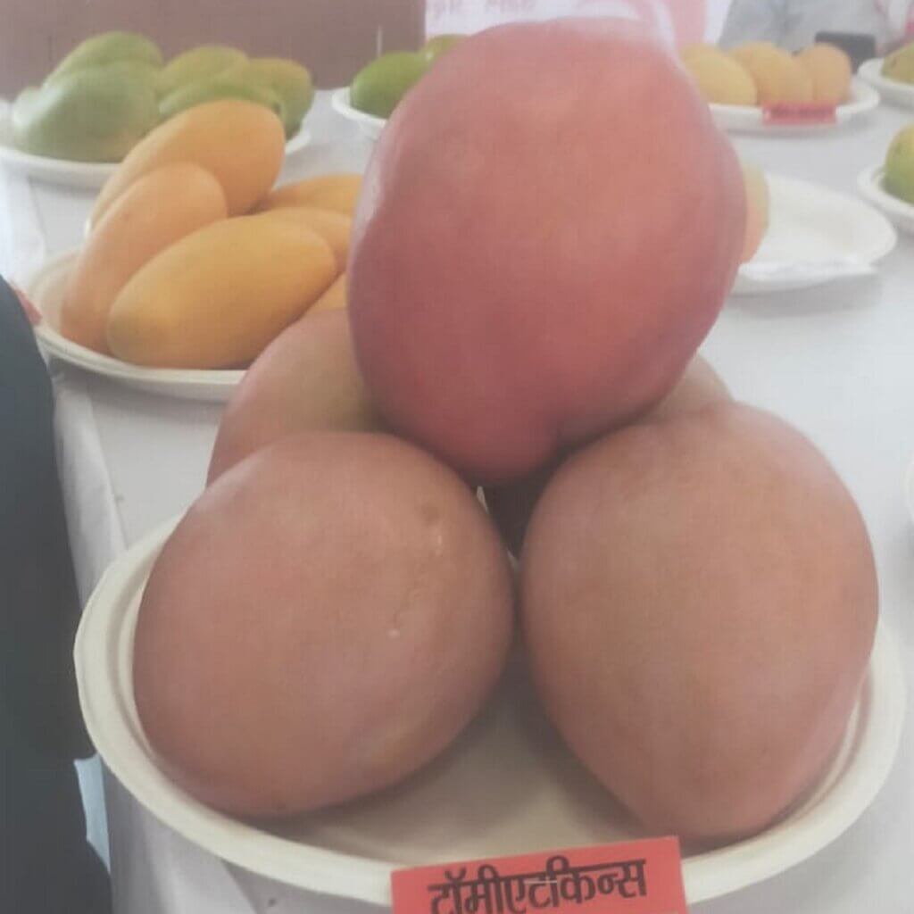lucknow-cm-yogi-inaugurated-mango-festival