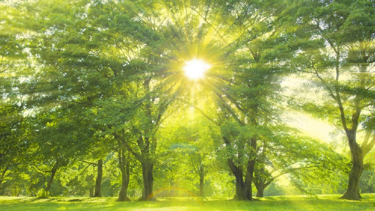 Tree Plantation