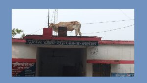 UP : Bull climbs on roof of police post in Raebareilly