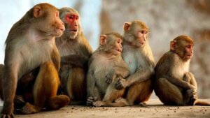 in-baghpat-brute-was-raping-littlegirl-then-monkeys-arrived