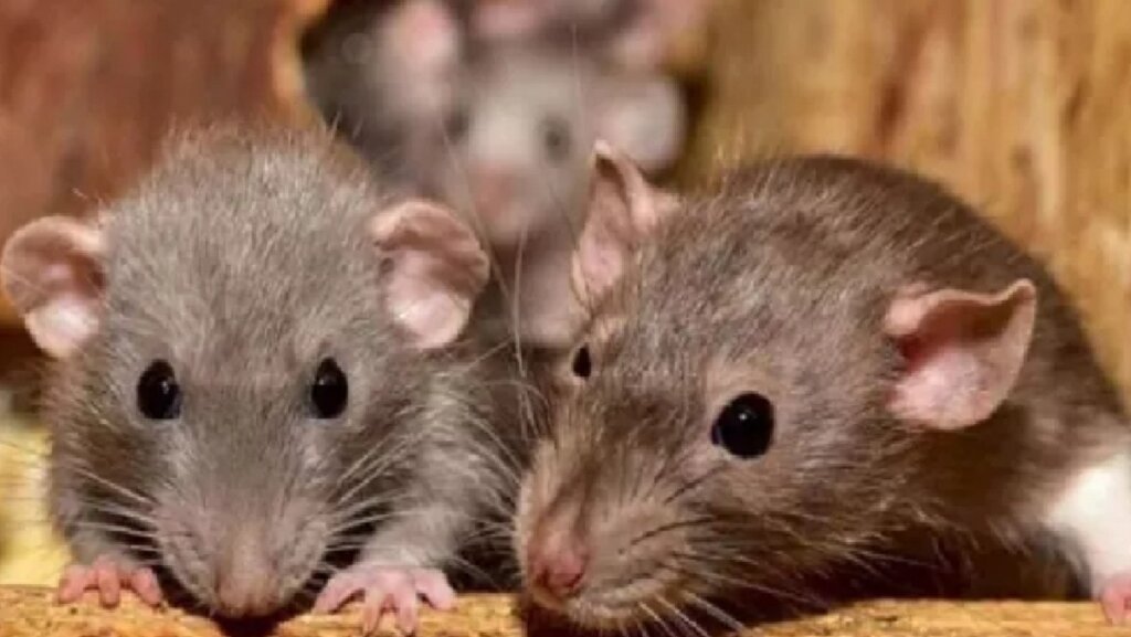 In Badaun woman tied rat's tail and fed it to dog, Fir filed