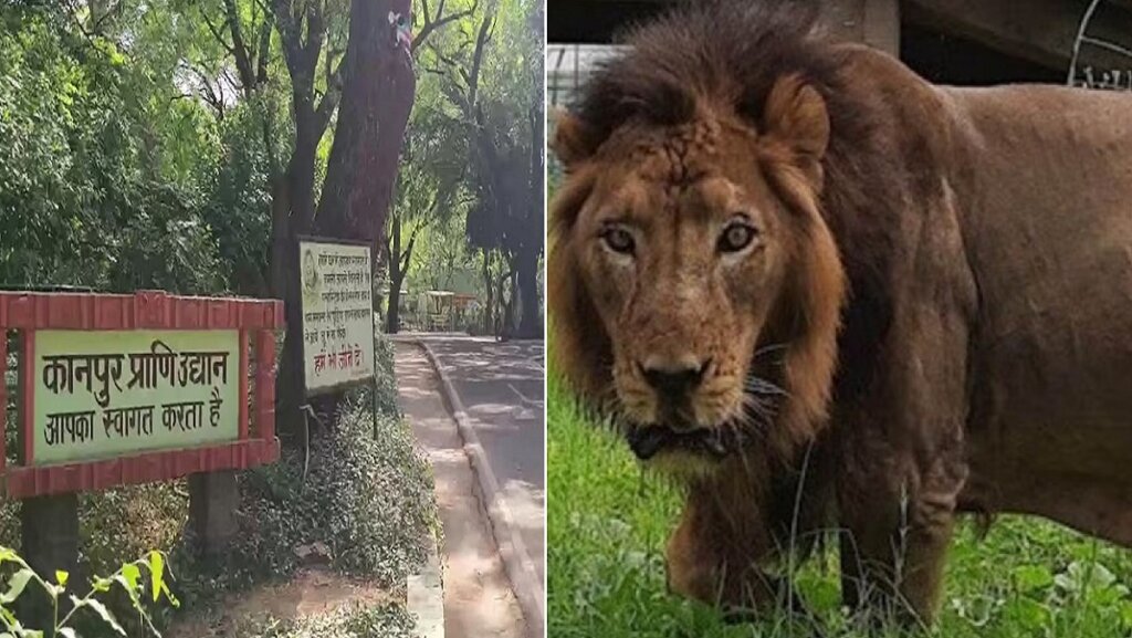 Kanpur Zoo: Lion Pataudi and peacock died due to bird flu