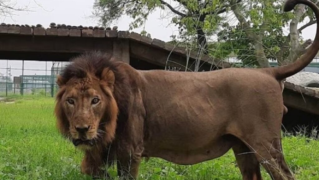 Lion Pataudi dies in Kanpur zoo-bird flu suspected