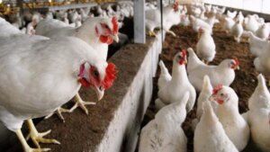 Lucknow: Bird flu in UP, all zoos and lion safaris including Lucknow-Kanpur closed