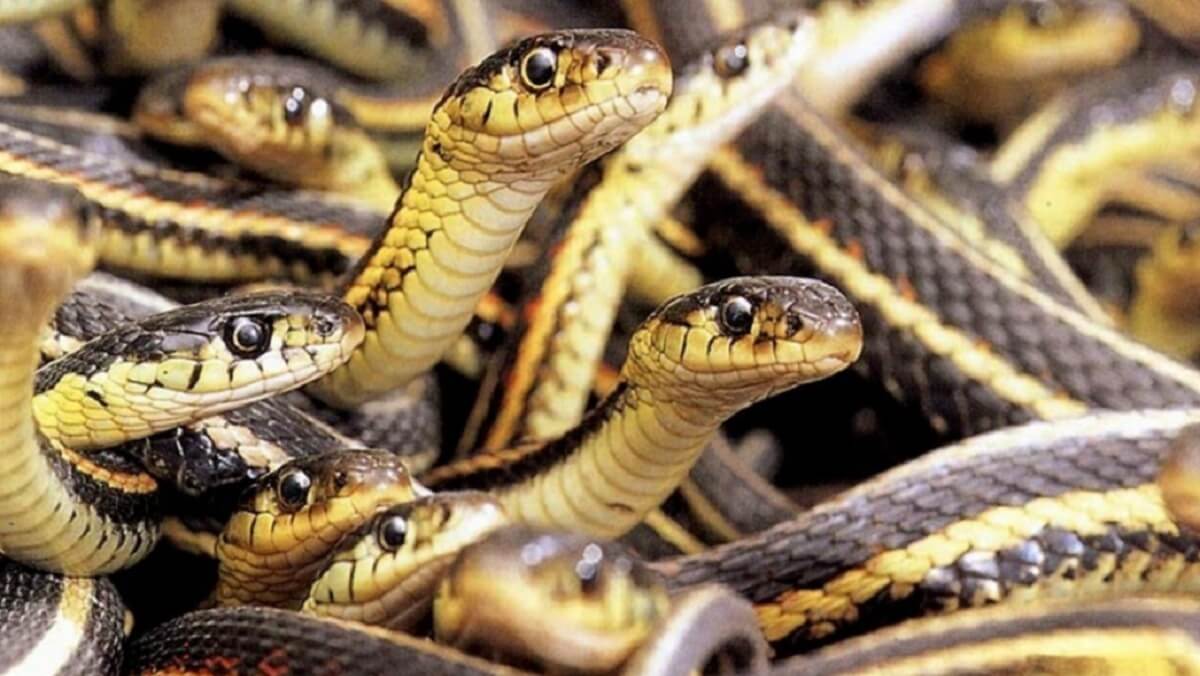 What is difference between snake and cobra? You may not know! Read here..