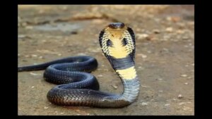 What is difference between snake and cobra? You may not know! Read here..