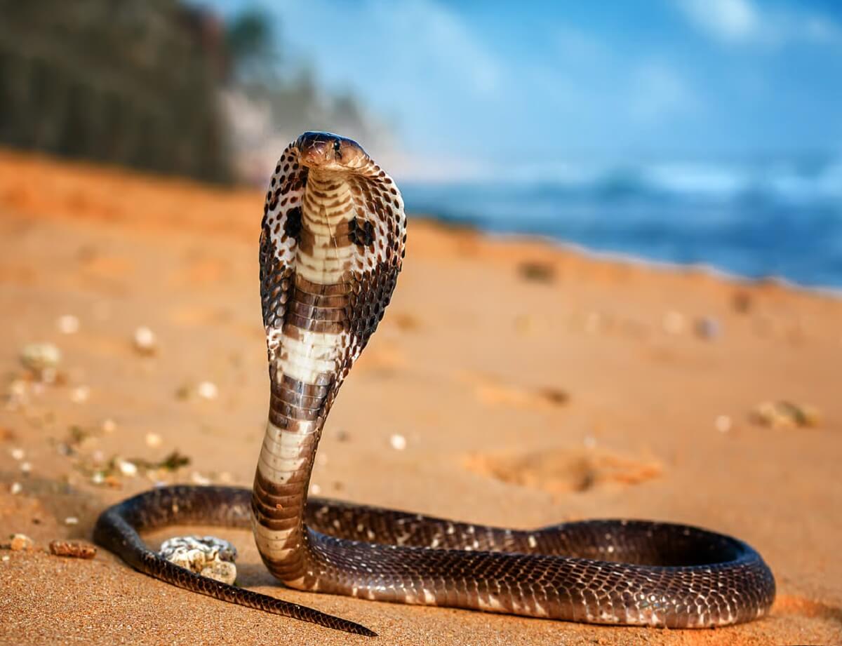 What is difference between snake and cobra? You may not know! Read here..