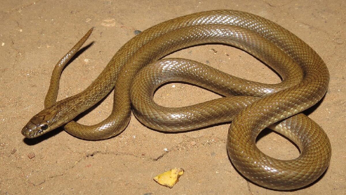 What is difference between snake and cobra? You may not know! Read here..