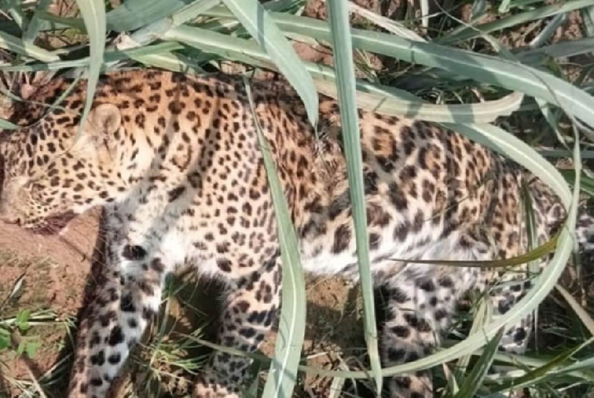 Leopard attacks 6 people in Amroha, villagers surround and kill leopard
