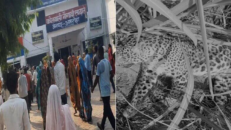 अमरोहा: तेंदुए ने 6 ग्रामीणों पर किया हमला, भीड़ ने घेरकर तेंदुआ मारा-थाने पर हंगामा 