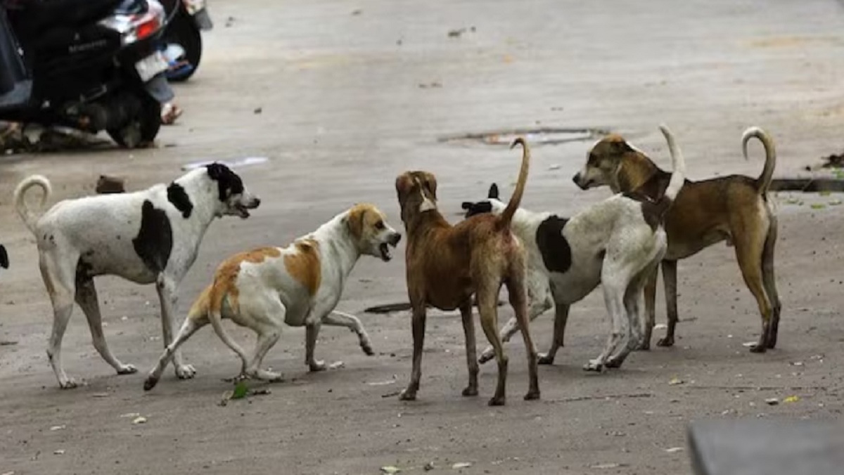 7000 stray dogs will be sterilized and vaccinated in Banda