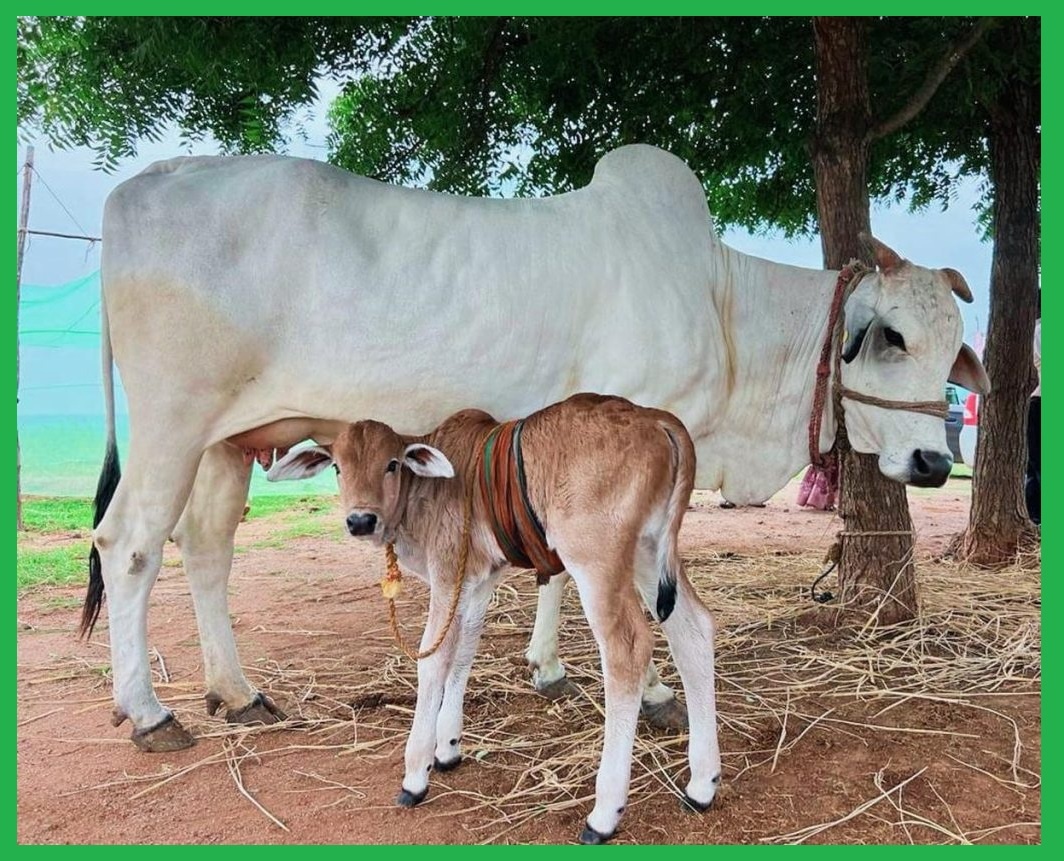 Find out! Which country in world has cow as its national animal?