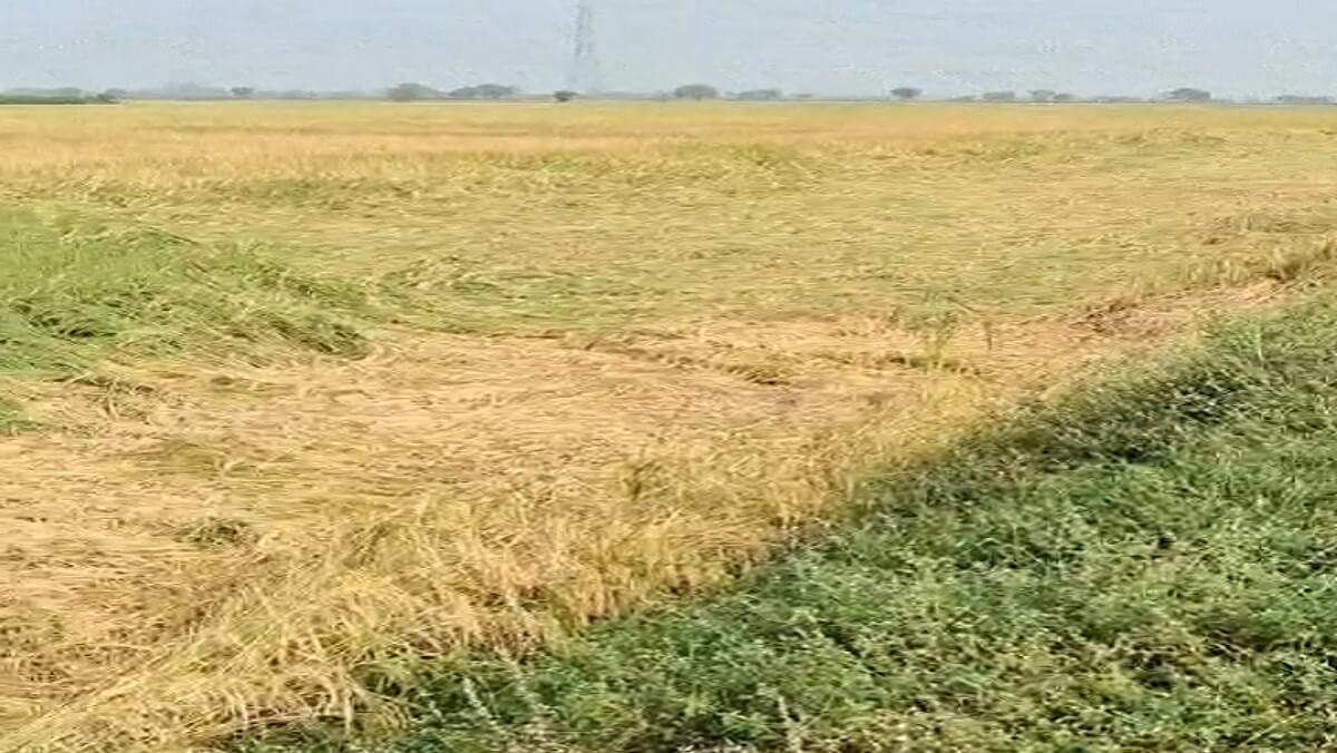 Congressmen in Banda raised demand for compensation to farmers 