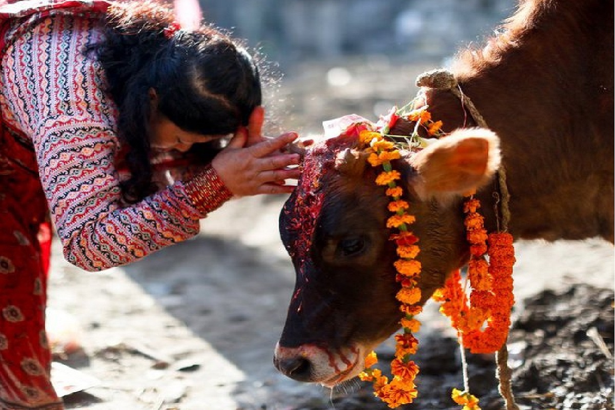 Find out! Which country in world has cow as its national animal?