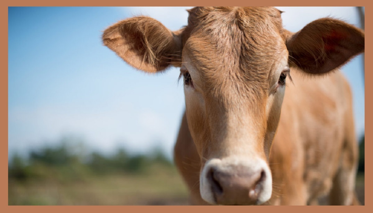 Find out! Which country in world has cow as its national animal?