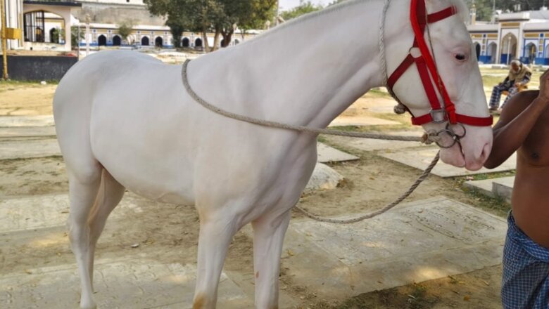 लखनऊ: घोड़े का पता बताओ-ईनाम 50 हजार पाओ..पढ़ें पूरा मामला