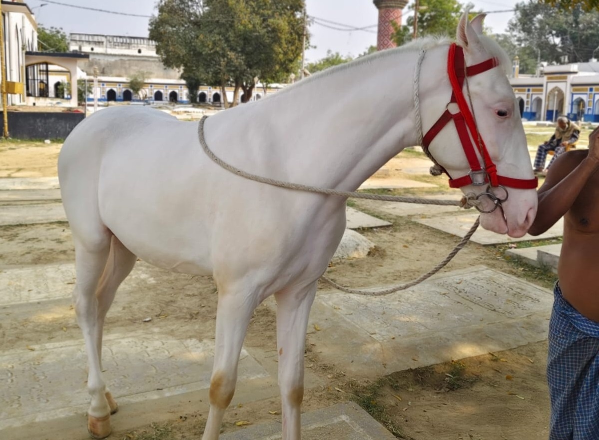Valuable horse stolen from Lucknow owner offers Rs 50000 reward