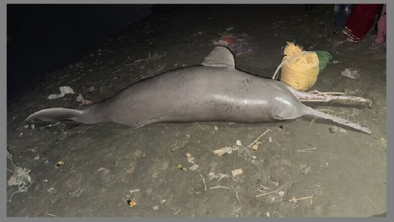 कानपुर: गंगा में डाॅल्फिन का मिला शव-छानबीन में जुटा वन विभाग