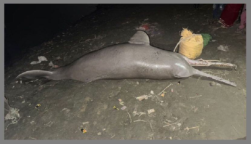 in-kanpur-carcass-of-dolphin-found-in-ganga 