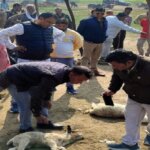 बांदा में भेड़िया, पशुबाड़े पर हमला कर 20 भेड़ों को मारा-20 ही घायल