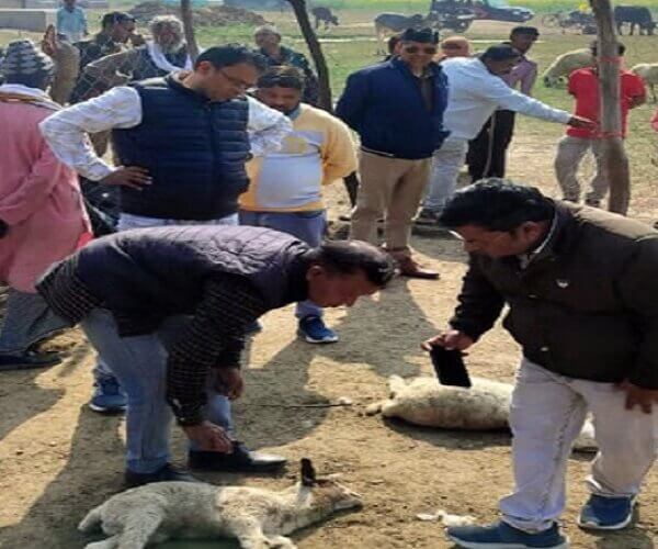 बांदा में भेड़िया, पशुबाड़े पर हमला कर 20 भेड़ों को मारा-20 ही घायल