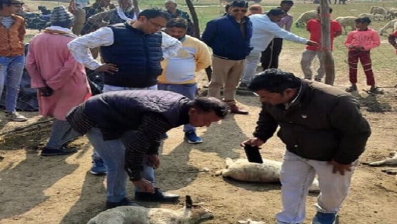 बांदा में भेड़िया, पशुबाड़े पर हमला कर 20 भेड़ों को मारा-20 ही घायल