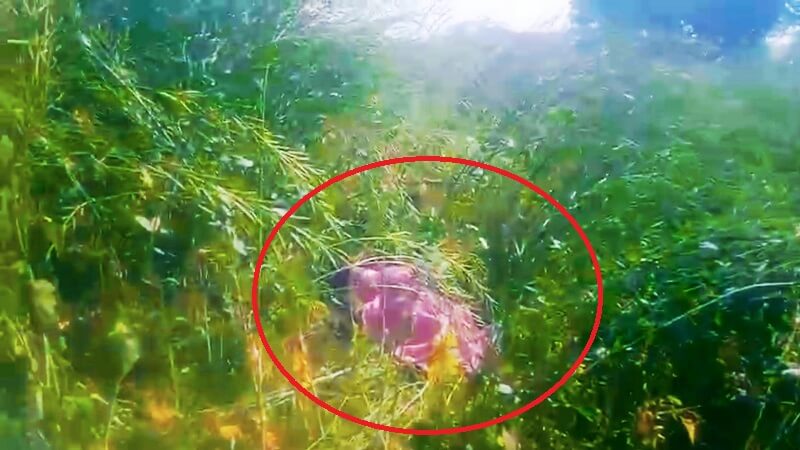 Mysterious: deadbody of missing 10-year-old boy found-murder alleged 