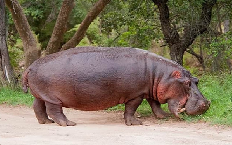 Hippopotamus at Kanpur Zoo 